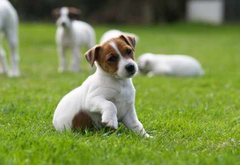 Ein Hund