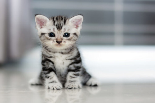 Eine Katze