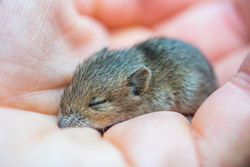 Eine Maus